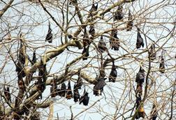 Bats_hangling_like_fruits_2