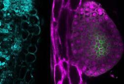 Low-Res_Different-shades-of-a-gall-AGDjamei