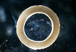 Low-Res_sciadv.adu9962-f2