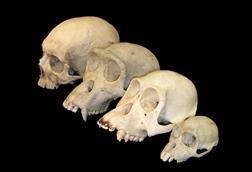 960px-Primate_skull_series_blank