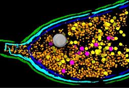 Low-Res_Press_figure_EJB