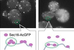 Low-Res_ERES-formation-stress-Sec16-inhibition-Yip3-HQ