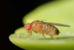Drosophila_melanogaster_53362116