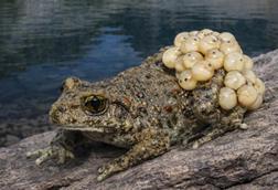 Low-Res_A common midwife toad in the Pyrenees landscape image