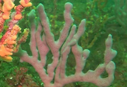 Low-Res_Marine sponge from the Sugashima coast, Japan