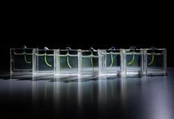 Low-Res_A collection of soft robot arms inside custom designed aquariums