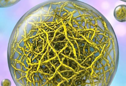 Low-Res_Lasker_Illustrator