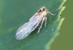 2024_08_29_Laodelphax_striatellus