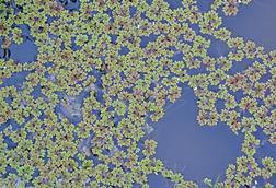 Azolla_rubra_jeremy_rolfe_cc_by_01