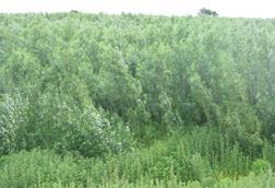 A_biomass_crop_of_willow_-_geograph.org.uk_-_856419 (1)