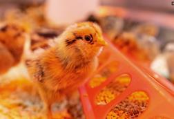 chick