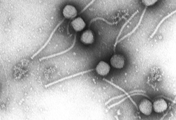 Gamma_phage