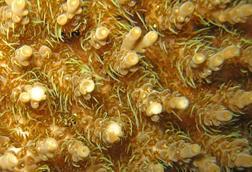 Acropora_millepora,_table-coral-feeding