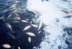 Fish_kill_pollution