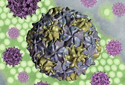 Polio_Virus_-_52288060159