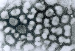 Influenza_A_-_late_passage