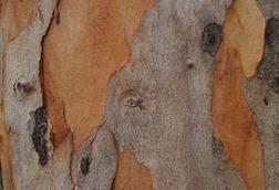 Eucalyptus_propinqua_bark,_7th_Brigade_Park,_Chermside_IMGP0145