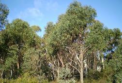 Eucalyptus_olida_woodland1