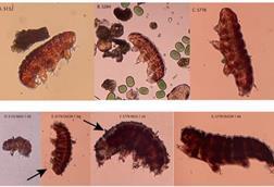 Low-Res_Tardigrades_Before_After