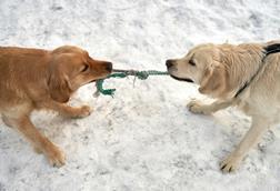 pexels-barnabas-davoti-31615494-11249182