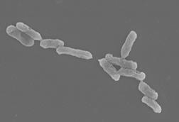 Acidithiobacillus_ferrooxidans