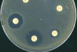 Ab_Acinetobacter_B_1