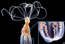 Low-Res_polyp