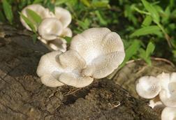 Lentinus_squarrosulus_7870