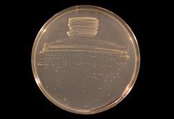Bradyrhizobium_diazoefficiens_USDA_110_on_TY_agar