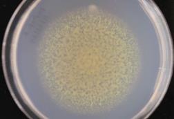 Flavobacterium johnsoniae colony
