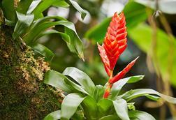 Vriesea_cv_(49359766691)