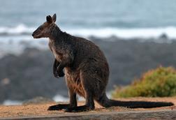 960px-Wallaby_(24385890295)
