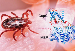 Low-Res_tularemia-asu-news