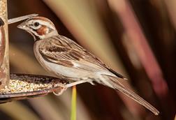 Lark_Sparrow_at_a_bird_feeder,_Los_Angeles,_California_(50035832171)