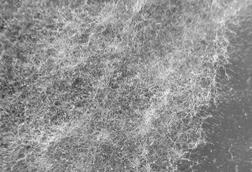 Botrytis_cinerea-NW-JS-1