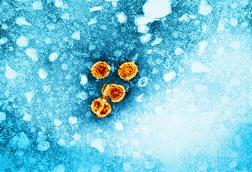 Hepatitis_B_Virus_(52443792486)