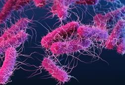 Low-Res_DFE-Ecoli-Kinds-2019-Pathogen-Illustration