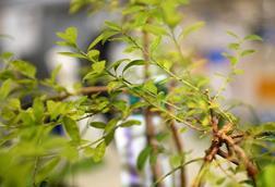 Low-Res_Plant research 2026 01 08