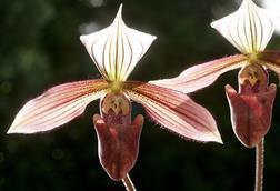 Paphiopedilum_purpuratum_Orchi_2012-10-17_015