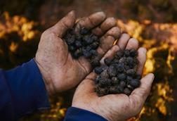 Black_Ivory_coffee_beans