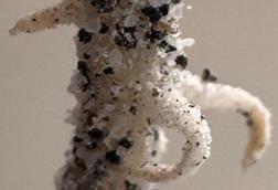 Low-Res_4_chickpea (3)