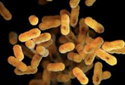 Whooping_Cough_United_States_Disease_Outbreaks
