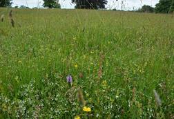 Crom_Estate_Species-rich_Grassland