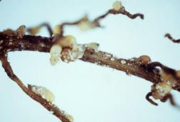 Root_cyst_nematode_infection