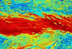 Low-Res_2D_polymer-simulation