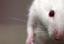 Lab_mouse_mg_3135