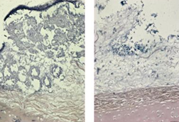 Low-Res_Jake M paper biofilm