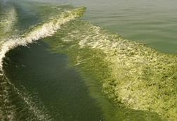 Algal_bloom_in_Lake_Erie_(8740853887)