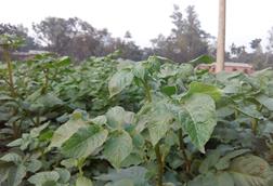 Solanum_tuberosum_03_03_16