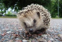 Erinaceus_europaeus_in_Avesta_08